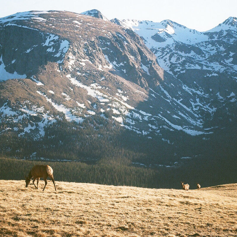 elk grazing on tundra grass in rocky mountain national park